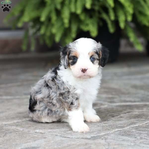Mack, Cavapoo Puppy